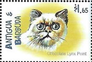 Colnect-4188-388-Chocolate-lynx-point.jpg