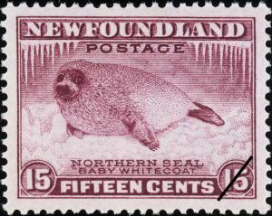 Colnect-919-961-Harp-Seal-Phoca-groenlandica---juvenile.jpg