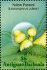 Colnect-2031-891-Leucocoprinus-birnbaumii.jpg