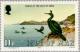 Colnect-124-506-European-Shag-Phalacrocorax-aristotelis-Island-Calf-of-Ma.jpg