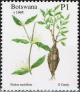 Colnect-2149-254-Fockea-multiflora.jpg