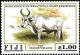 Colnect-3146-943-Fiji-draught-bullock-Cattle-Bos-primigenius-taurus.jpg