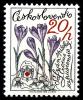 Colnect-4004-365-Crocus-scepusiensis.jpg