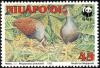 Colnect-1075-336-Tongan-Megapode%C2%A0Megapodius-pritchardii.jpg