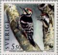 Colnect-164-828-White-backed-Woodpecker-Dendrocopos-leucotos.jpg