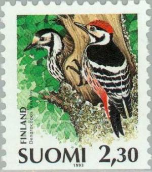 Colnect-160-192-White-backed-Woodpecker-Dendrocopos-leucotos.jpg