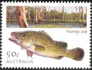 Colnect-3690-129-Murray-Cod-Maccullochella-peelii.jpg