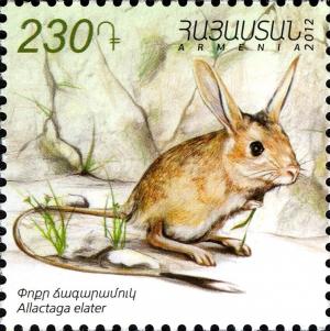 Colnect-2714-876-Small-Five-toed-Jerboa-Allactaga-elater.jpg