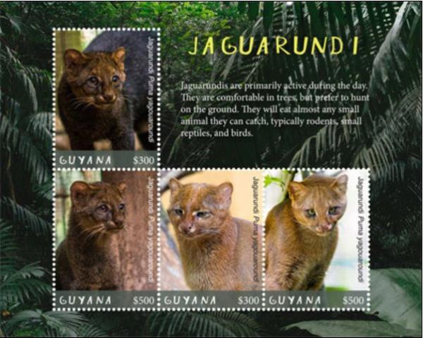 Colnect-4794-177-Fauna-of-Guyana--Jaguarundi.jpg