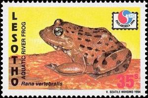 Colnect-1736-280-Ice-frog-Amietia-vertebralis.jpg