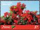 Colnect-5664-368-Royal-Poinciana-Delonix-regia.jpg