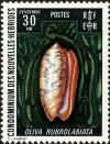 Colnect-3802-586-Red-lip-Olive-Oliva-rubrolabiata.jpg