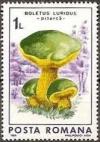 Colnect-744-563-Lurid-bolete-Boletus-luridus.jpg