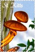 Colnect-3483-419-Pholiota-spectabilis.jpg