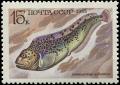 Colnect-5064-566-Spotted-Wolffish-Anarhichas-minor.jpg