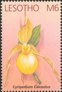 Colnect-1618-177-Cypripedium-calceolus-auf-Marke-falsch-geschrieben.jpg