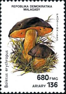 Colnect-2165-299-Boletus-erythropus.jpg