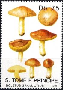 Colnect-2954-805-Boletus-granulatus.jpg