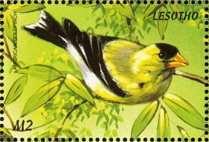 Colnect-1725-641-American-Goldfinch-Carduelis-tristis.jpg