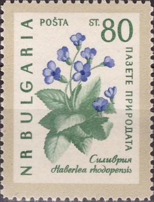 Colnect-3059-957-Rhodope-Violets-Haberlea-rhodopensis.jpg