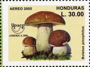 Colnect-3116-941-Boletus-pinophilus.jpg