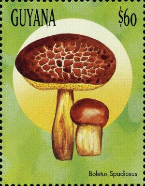 Colnect-3117-568-Boletus-spadiceus.jpg