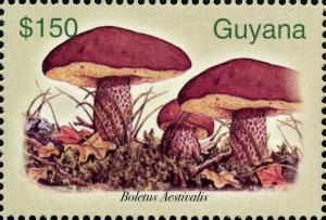 Colnect-3137-571-Boletus-aestivalis.jpg