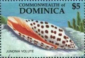 Colnect-3182-740-Junoia-Volute-Scaphella-junonia.jpg