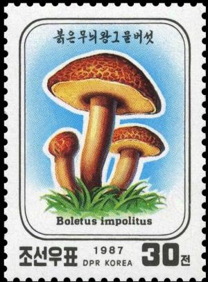 Colnect-3534-554-Boletus-impolitus.jpg