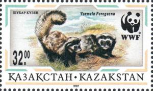 Colnect-4692-769-Marbled-Polecat-Vormela-peregusna.jpg