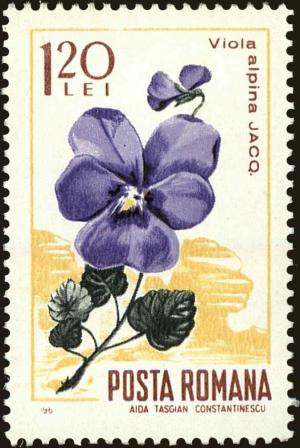 Colnect-5051-147-Violet-Viola-alpina.jpg