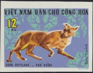 Colnect-6352-783-Dhole-Cuon-rutilans.jpg