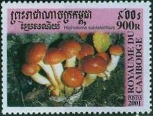 Colnect-733-323-Hypholoma-Sublateritium.jpg