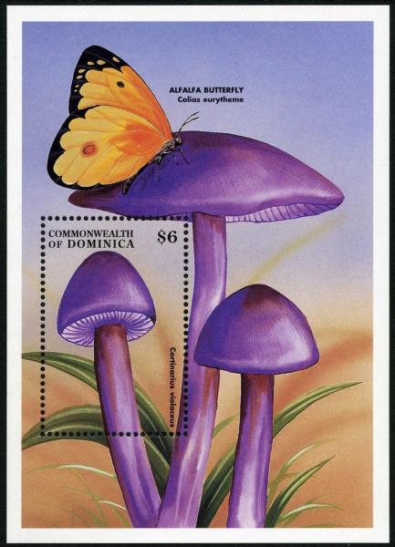 Colnect-3028-975-Cortinarius-violaceus-with-Alfalfa-Butterfly.jpg