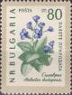 Colnect-3059-957-Rhodope-Violets-Haberlea-rhodopensis.jpg