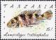 Colnect-5965-969-Five-barred-Lamprologus-Lamprologus-tretocephalus.jpg