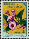 Colnect-507-619-Ipomoea-stolonifera.jpg