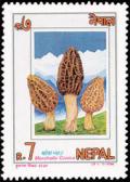 Colnect-1105-058-Mushrooms--Morchella-conica.jpg