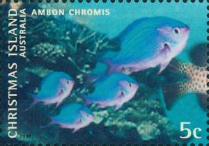 Colnect-2726-700-Ambon-Chromis-Chromis-amboinensis.jpg