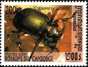 Colnect-3025-435-European-Calosoma-Beetle-Calosoma-sycophanta.jpg