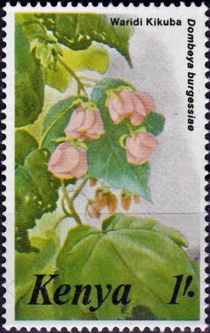 Colnect-4149-688-Dombeya-burgessiae.jpg