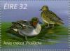 Colnect-129-346-Common-Teal-Anas-crecca.jpg