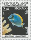 Colnect-149-085-Powderblue-Surgeonfish-Acanthurus-leucosternon.jpg