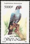 Colnect-1613-163-Topknot-Pigeon%C2%A0Lopholaimus-antarcticus.jpg