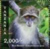 Colnect-3056-855-Guenon-Cercopithecus-sp.jpg