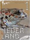 Colnect-4587-486-European-common-spadefoot-Pelobates-fuscus.jpg