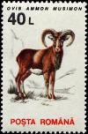 Colnect-4860-223-Mouflon-Ovis-ammon-musimon.jpg