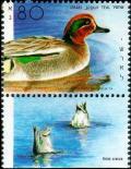 Colnect-795-956-Common-Teal-Anas-crecca.jpg