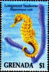 Colnect-4503-192-Longsnout-seahorse.jpg