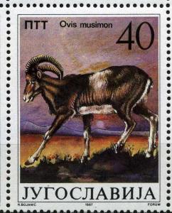 Colnect-1401-043-Mouflon-Ovis-ammon-musimon.jpg